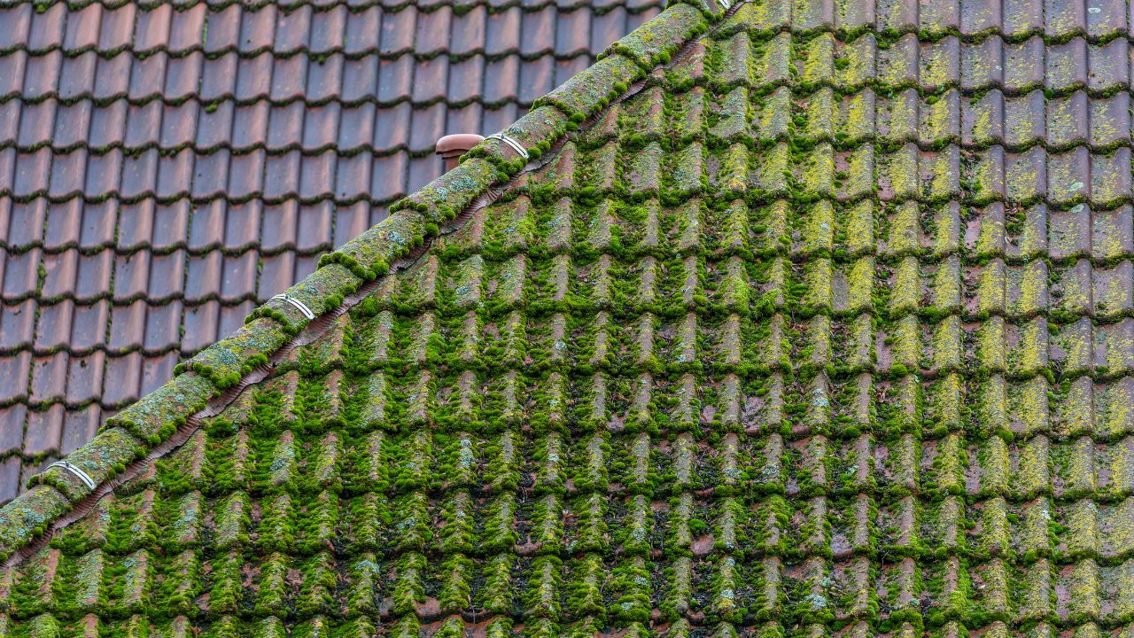 roof organisms